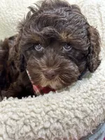 Hershey, a male Cavapoo and Cavalier King Charles Spaniel for sale in Marshfield, MO – 6 of 10