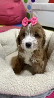 Juno, a female Cavapoo and Cavalier King Charles Spaniel for sale in Marshfield, MO – 2 of 10