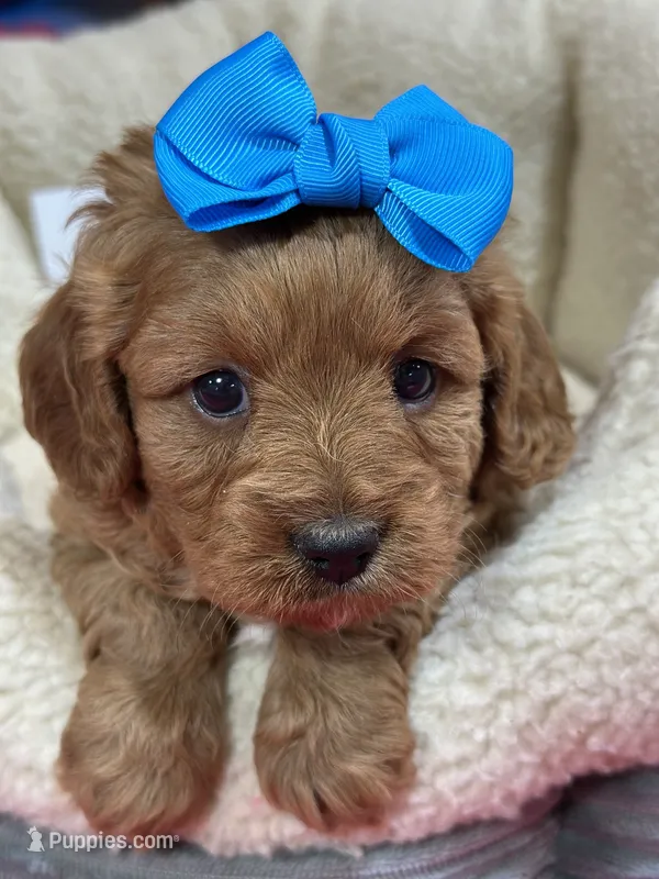 Nutmeg – Cavapoo, Cavalier King Charles Spaniel puppy for sale in Marshfield, MO