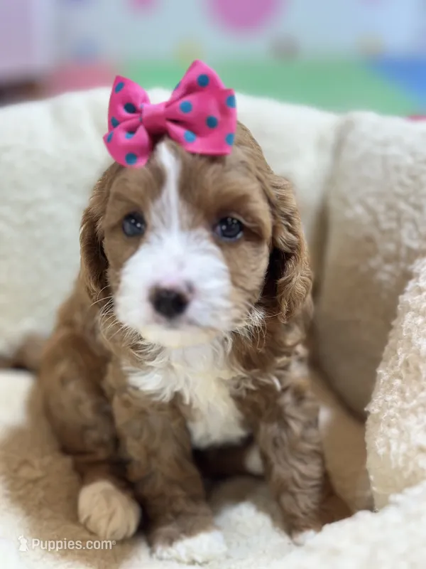 Juno – Cavapoo, Cavalier King Charles Spaniel puppy for sale in Marshfield, MO