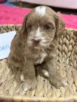 Ruben , a male Cavapoo and Cavalier King Charles Spaniel for sale in Marshfield, MO – 5 of 8