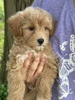 Max, a male Schnoodle for sale in Marshfield, MO – 9 of 10