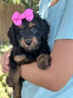 Bella , a female Cavapoo and Cavalier King Charles Spaniel for sale in Marshfield, MO – 6 of 10