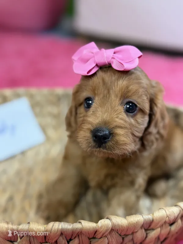 Wendy  – Cavapoo, Cavalier King Charles Spaniel puppy for sale in Marshfield, MO