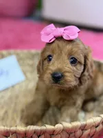 Wendy , a female Cavapoo and Cavalier King Charles Spaniel for sale in Marshfield, MO – 1 of 10