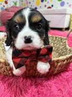 Ace , a male Cavalier King Charles Spaniel for sale in Marshfield, MO – 2 of 10