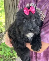Sale pending , a female Cavapoo for sale in Marshfield, MO – 5 of 10
