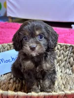 Mocha, a female Cavapoo and Cavalier King Charles Spaniel for sale in Missouri, MO – Photo 8 of 10