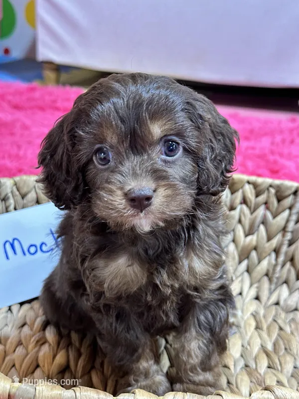 Mocha – Cavapoo, Cavalier King Charles Spaniel puppy for sale in Missouri, MO