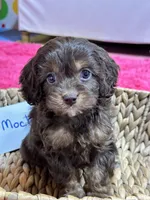 Mocha, a female Cavapoo and Cavalier King Charles Spaniel for sale in Missouri, MO – Photo 1 of 10