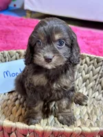 Mocha, a female Cavapoo and Cavalier King Charles Spaniel for sale in Missouri, MO – Photo 5 of 10