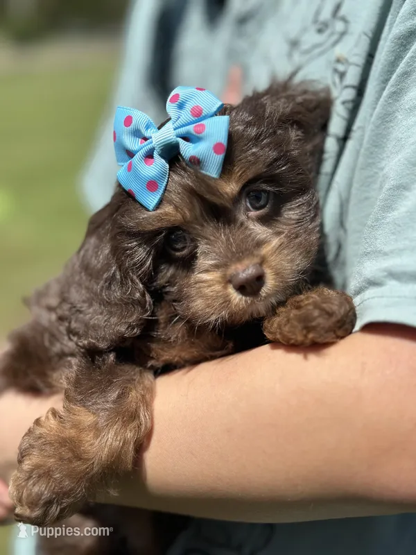 Mocha – Cavapoo, Cavalier King Charles Spaniel puppy for sale in Missouri, MO
