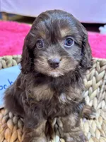 Mocha, a female Cavapoo and Cavalier King Charles Spaniel for sale in Missouri, MO – Photo 4 of 10