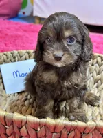 Mocha, a female Cavapoo and Cavalier King Charles Spaniel for sale in Missouri, MO – Photo 7 of 10