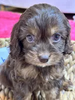 Mocha, a female Cavapoo and Cavalier King Charles Spaniel for sale in Missouri, MO – Photo 3 of 10