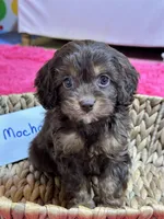 Mocha, a female Cavapoo and Cavalier King Charles Spaniel for sale in Missouri, MO – Photo 9 of 10