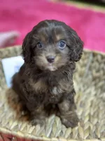 Mocha, a female Cavapoo and Cavalier King Charles Spaniel for sale in Missouri, MO – Photo 2 of 10