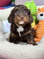 Coco, a female Cavapoo and Cavalier King Charles Spaniel for sale in Marshfield, MO – 4 of 10