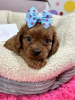 Lily , a female Cavapoo and Cavalier King Charles Spaniel for sale in Marshfield, MO – 3 of 10