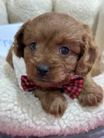 Fred, a male Cavapoo and Cavalier King Charles Spaniel for sale in Marshfield, MO – 3 of 10