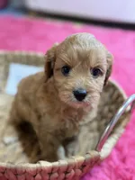 Jasmine, a female Cavapoo and Cavalier King Charles Spaniel for sale in Marshfield, MO – 7 of 9