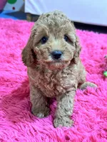 Gus, a male Cavapoo and Cavalier King Charles Spaniel for sale in Marshfield, MO – 10 of 10