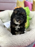 Jacob, a male Cavapoo and Cavalier King Charles Spaniel for sale in Marshfield, MO – 7 of 7
