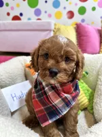 Hudson , a male Cavapoo and Cavalier King Charles Spaniel for sale in Marshfield, MO – 5 of 10