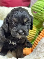 Gabe, a male Cavapoo and Cavalier King Charles Spaniel for sale in Marshfield, MO – 9 of 9