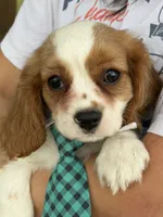 Jake , a male Cavalier King Charles Spaniel for sale in Marshfield, MO – 6 of 10