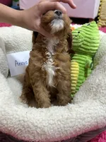 Annie , a female Cavapoo and Cavalier King Charles Spaniel for sale in Marshfield, MO – 10 of 10