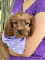 Lily , a female Cavapoo and Cavalier King Charles Spaniel for sale in Marshfield, MO – 5 of 8