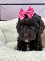 Tootsie, a female Cavapoo and Cavalier King Charles Spaniel for sale in Marshfield, MO – 2 of 10