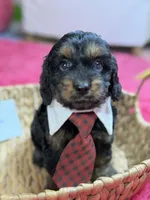 Winston, a male Cavapoo and Cavalier King Charles Spaniel for sale in Marshfield, MO – 2 of 10