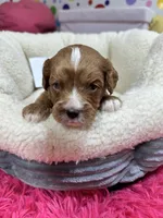Hugo , a male Cavapoo and Cavalier King Charles Spaniel for sale in Marshfield, MO – 5 of 7