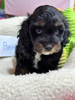 Benny, a male Cavapoo and Cavalier King Charles Spaniel for sale in Marshfield, MO – 7 of 10
