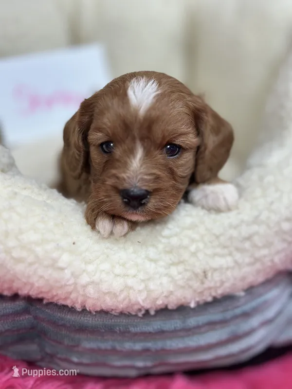 Shirley – Cavapoo, Cavalier King Charles Spaniel puppy for sale in Marshfield, MO