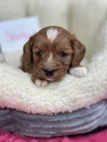 Shirley, a female Cavapoo and Cavalier King Charles Spaniel for sale in Marshfield, MO – 1 of 9
