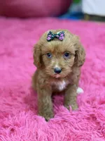 Riley , a female Cavapoo and Cavalier King Charles Spaniel for sale in Marshfield, MO – 7 of 10