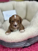Hugo , a male Cavapoo and Cavalier King Charles Spaniel for sale in Marshfield, MO – 4 of 7