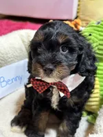 Benny, a male Cavapoo and Cavalier King Charles Spaniel for sale in Marshfield, MO – 10 of 10