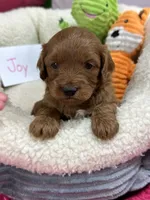 Joy, a female Cavapoo and Cavalier King Charles Spaniel for sale in Marshfield, MO – 4 of 5