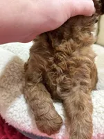 Opie, a male Cavapoo and Cavalier King Charles Spaniel for sale in Marshfield, MO – 9 of 10