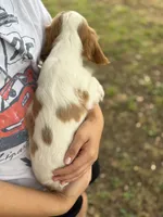 Johnny, a male Cavalier King Charles Spaniel for sale in Marshfield, MO – 6 of 10