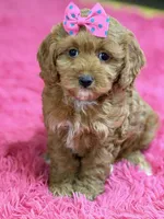 Lily, a female Cavapoo and Cavalier King Charles Spaniel for sale in Marshfield, MO – 4 of 10