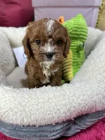 Carl, a male Cavapoo and Cavalier King Charles Spaniel for sale in Marshfield, MO – 3 of 10