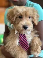Max, a male Schnoodle for sale in Marshfield, MO – 3 of 10