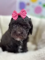 Tootsie, a female Cavapoo and Cavalier King Charles Spaniel for sale in Marshfield, MO – 7 of 10