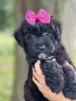 Olive, a female Schnoodle for sale in Marshfield, MO – 2 of 10