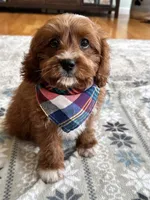 Jasper , a male Cavapoo and Cavalier King Charles Spaniel for sale in Marshfield, MO – 10 of 10